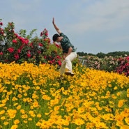 상주 아이와 가볼만한곳 함창명주테마파크 장미공원 개화상황 한복데이트