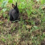 동네 토끼가 늘어나고 있다.