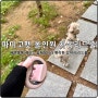 파미고펫 강아지 올인원 자동리드줄 배변봉투 일체형 추천