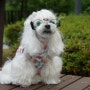 강아지 선글라스 댕스아이 눈보호도 되는 패션 안경