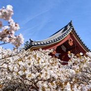 2024.04.06-14. 교토 벚꽃 여행기 5부 - 아라시야마, 닌나지, 료안지