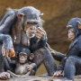 The Third Chimpanzee for Young People