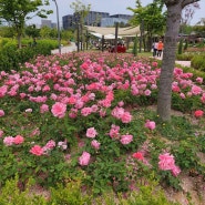 마곡 서울식물원 활짝 핀 장미와 귀여운 수련!