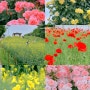 올림픽공원 들꽃마루 가는법 장미 유채꽃 양귀비 포토존