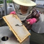 5월25일 첫 꿀채밀/아카시꿀포함 야생화잡화꿀