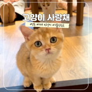서울 명동 가볼만한곳 고양이 카페 고양이 사랑채 후기