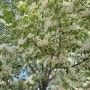 이팝나무 하이얀 꽃