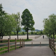 한국에서 가장 넓은 도심 생태공원인 삼락공원에서 수련(연꽃)을 영상음악으로 만들었습니다.