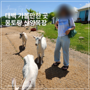 몽토랑산양목장 피크닉 태백 여행 코스로 딱 좋아