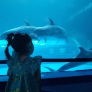 주말 울산 아이와 가볼만한 곳 : 장생포 고래박물관
