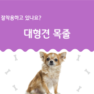 강아지 대형견 목줄 잘 지키고 계시나요?