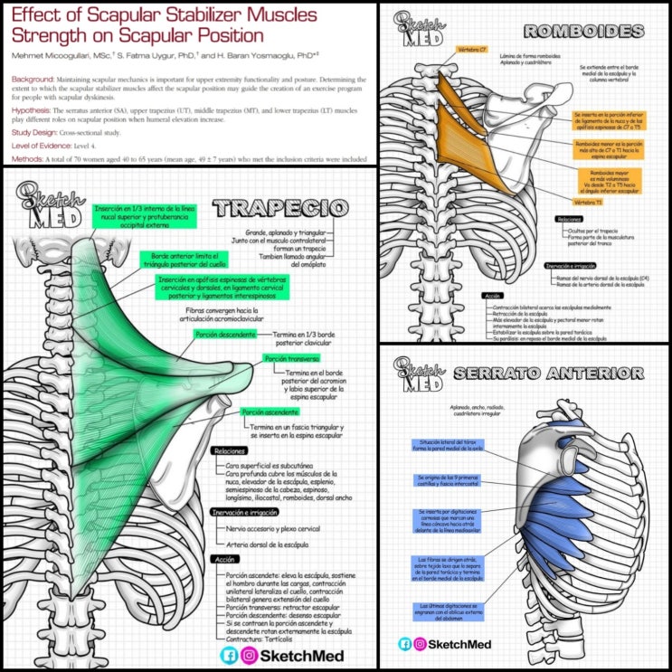 미남역pt/사직피티/잇짐 : Scapular Setting (Sequence), 견갑골 운동이상증 (SD) : 네이버 블로그