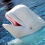 신비로운 북극의 흰고래, 벨루가의 모든 것