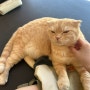 김포 만화카페, 고양이가 있는 사우동 카페데코믹스