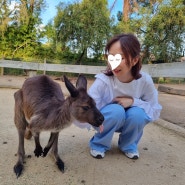 시드니 페더데일동물원 블루마운틴 투어 쿼카 코알라랑 사진