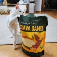 신상 카사바모래 추천 헤일리클럽 고양이모래