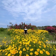 상주가볼만한곳 함창 명주테마공원 장미동산 장미꽃과 금계국