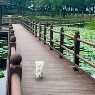 경남진주 강아지 산책하기 좋은 곳 - 강주연못 애견동반 방문기
