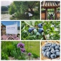 밀양 위양지 체험농장 열매가 푸른날 블루베리 따기 체험