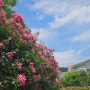 [대구] 5월 대구 꽃놀이 추천 이곡장미공원 이현공원