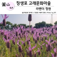 울산 장생포 고래문화마을 라벤더 정원 _ 부산에서 대중교통으로 가는 법