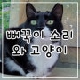 뻐꾸기 소리 처음 듣는 고양이 반응