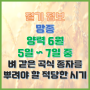 망종 6월 5일 6일 또는 7일 벼 같은 곡식 종자를 뿌리기 가장 좋은 절기