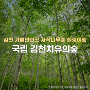 경북 김천 가볼만한곳 수도산 치유의숲 자작나무숲 국내 힐링여행