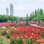 꽃의 여왕 장미 구경하기 좋은 인천 송도 가볼만한곳 해돋이공원