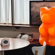 대전 선화동 고양이와 소품이 있는 카페 ‘테디, 스테디, 고’
