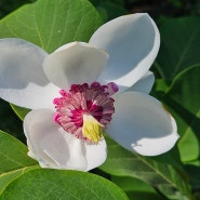 국립수목원의 봄꽃