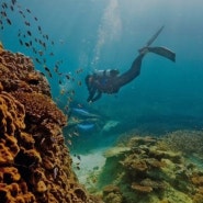 [호주여행] 세계 최대의 산호초 지대 - 그레이프 베리어 리프