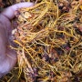 수영뿌리 효능 및 특징 풋가래열매 가래나무껍질 하고초 어성초 삼백초판매