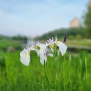 광교호수공원(신대호수)의 흰꽃창포