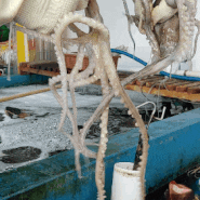 해산물 포장은 마산어시장 바다여행수산에서
