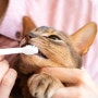 [고양이 정보] 구내염 예방법과 치료 방법