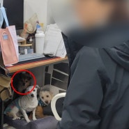 노사갈등 동물권행동 ‘카라’.. 보호동물 상습 폭행 논란까지