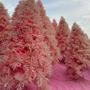 포천 허브아일랜드 : 2024 불빛 동화축제 핑크사막 사진찍기 예쁜 곳
