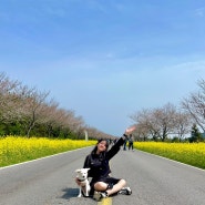 [애견동반 제주도 여행 #10] 제주도 애견동반 여행 서귀포유채꽃축제🌸