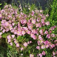시골집 꽃밭 분홍낮달맞이 작약 양귀비