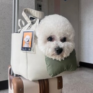 [내돈내산] 강아지 이동가방, 강아지 기내용 가방 : 리카리카 쿠션백