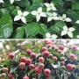 [식물 이야기] 산딸나무 - 하얀 꽃으로 숲 물들이고, 딸기 닮은 달짝지근한 열매 열려요