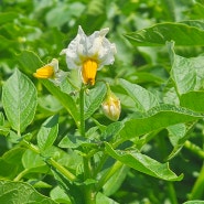 감자꽃 피는 시기 꽃말 텃밭 감자 효능 수확 시기