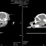 강아지 연부조직육종의 CT 평가 증례