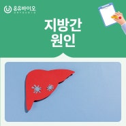 [온유바이오] 지방간 원인은??