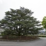 한국서 가장 오래된 히말라야시다 : 영동 부용리 개잎갈나무