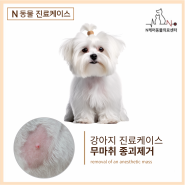 [평택동물병원] 강아지 무마취 종괴제거 진료사례! [엔케어동물의료센터]
