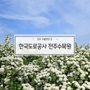 한국도로공사 전주수목원 4월 5월 공조팝나무 군락지 위치
