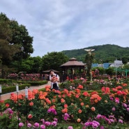 봄 대구여행지 전국장미명소 이곡장미공원