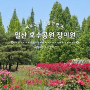 서울 근교 여행 가볼만한곳 일산 호수공원 장미